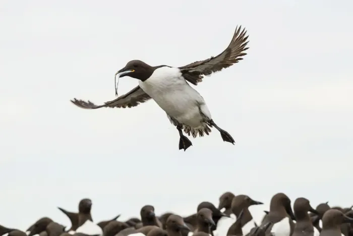 Framed Print : Common Guillemots -Uria aalge-, Farne Islands, Northumberland, England, United Kingdom Framed Print : Common Guillemots -Uria aalge-, Farne Islands, Northumberland, England, United Kingdom