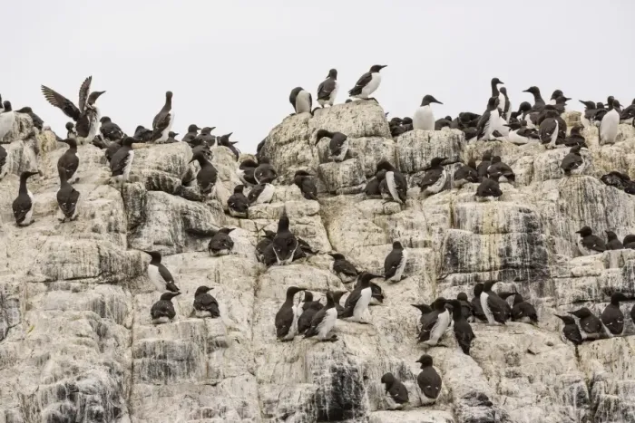 Framed Print : Common Guillemots -Uria aalge-, Farne Islands, Northumberland, England, United Kingdom Framed Print : Common Guillemots -Uria aalge-, Farne Islands, Northumberland, England, United Kingdom