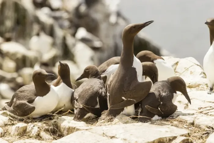 Framed Print : Common Guillemots -Uria aalge-, Farne Islands, Northumberland, England, United Kingdom Framed Print : Common Guillemots -Uria aalge-, Farne Islands, Northumberland, England, United Kingdom