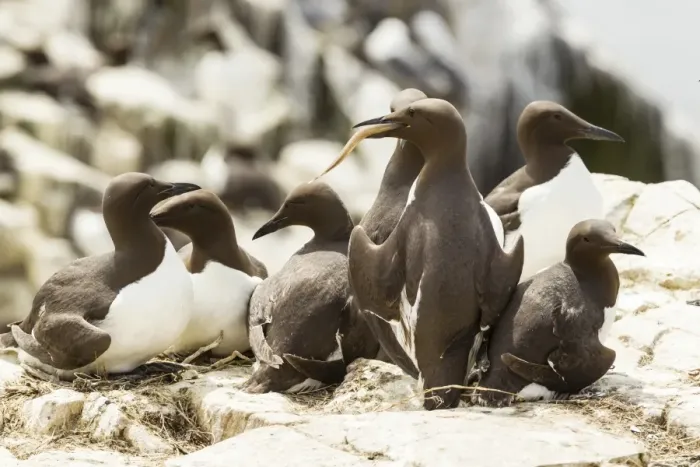 Framed Print : Common Guillemots -Uria aalge-, Farne Islands, Northumberland, England, United Kingdom Framed Print : Common Guillemots -Uria aalge-, Farne Islands, Northumberland, England, United Kingdom