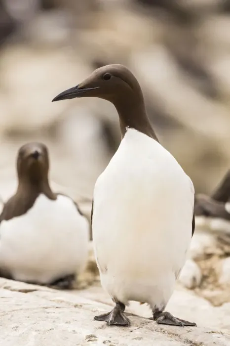 Framed Print : Common Guillemots -Uria aalge-, Farne Islands, Northumberland, England, United Kingdom Framed Print : Common Guillemots -Uria aalge-, Farne Islands, Northumberland, England, United Kingdom