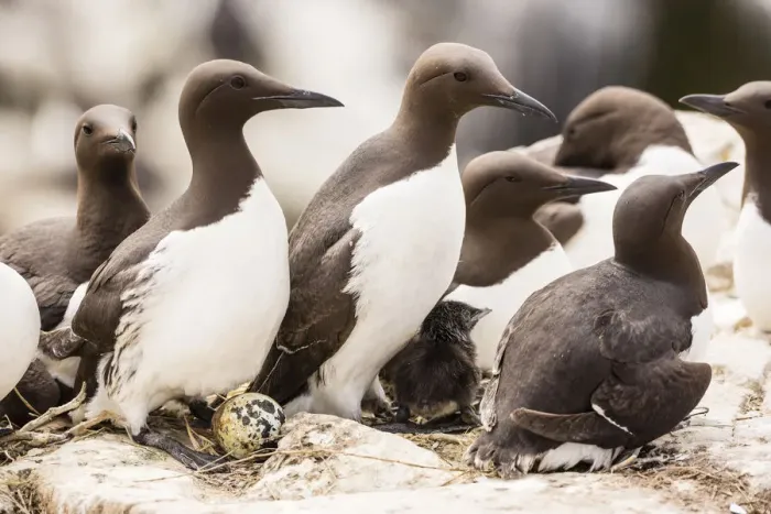 Framed Print : Common Guillemots -Uria aalge-, Farne Islands, Northumberland, England, United Kingdom