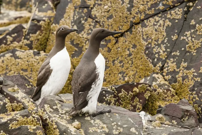 Framed Print : Common Guillemots -Uria aalge-, Farne Islands, Northumberland, England, United Kingdom Framed Print : Common Guillemots -Uria aalge-, Farne Islands, Northumberland, England, United Kingdom