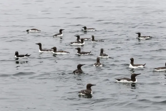Framed Print : Common Guillemots -Uria aalge-, Farne Islands, Northumberland, England, United Kingdom Framed Print : Common Guillemots -Uria aalge-, Farne Islands, Northumberland, England, United Kingdom