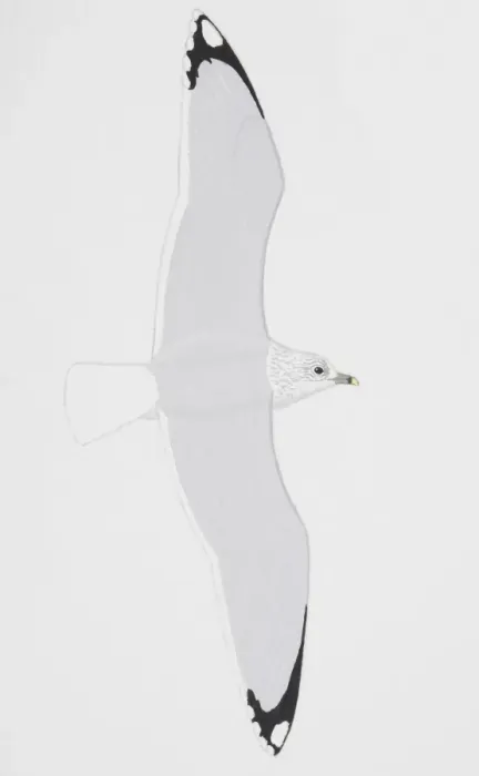 Framed Print : Common Gull (Larus canus), adult