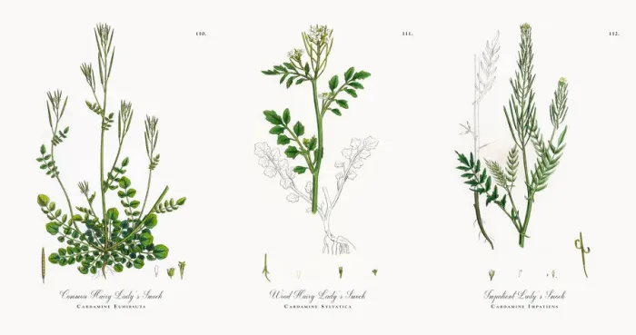 Framed Print : Common Hairy Ladyas Smock, Cardamine Euhirsuta, Victorian Botanical Illustration, 1863 Framed Print : Common Hairy Ladyas Smock, Cardamine Euhirsuta, Victorian Botanical Illustration, 1863