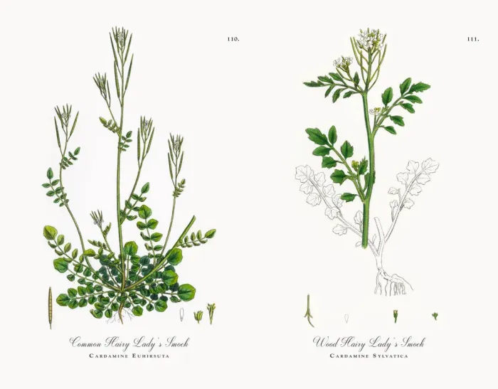 Framed Print : Common Hairy Ladyas Smock, Cardamine Euhirsuta, Victorian Botanical Illustration, 1863 Framed Print : Common Hairy Ladyas Smock, Cardamine Euhirsuta, Victorian Botanical Illustration, 1863