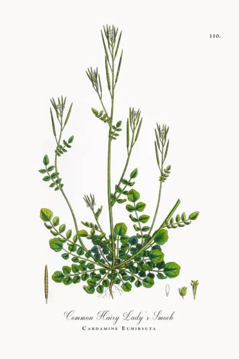 Framed Print : Common Hairy Ladyas Smock, Cardamine Euhirsuta, Victorian Botanical Illustration, 1863 Framed Print : Common Hairy Ladyas Smock, Cardamine Euhirsuta, Victorian Botanical Illustration, 1863