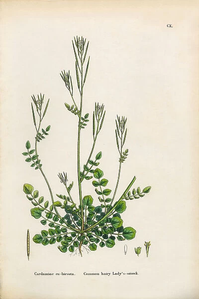 Common Hairy Ladyas Smock, Cardamine Euhirsuta, Victorian Botanical Illustration, 1863