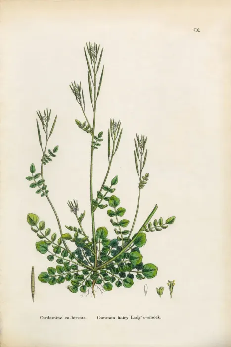 Framed Print : Common Hairy Ladyas Smock, Cardamine Euhirsuta, Victorian Botanical Illustration, 1863 Framed Print : Common Hairy Ladyas Smock, Cardamine Euhirsuta, Victorian Botanical Illustration, 1863