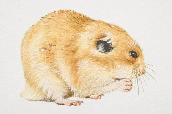 Common Hamster (cricetus cricetus) feeding, side view
