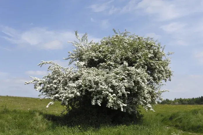 Framed Print : Common Hawthorn (Crataegus monogyna), Ireland, Europe Framed Print : Common Hawthorn (Crataegus monogyna), Ireland, Europe