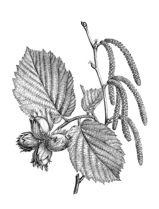 Framed Print : Common hazel (Corylus avellana) Framed Print : Common hazel (Corylus avellana)