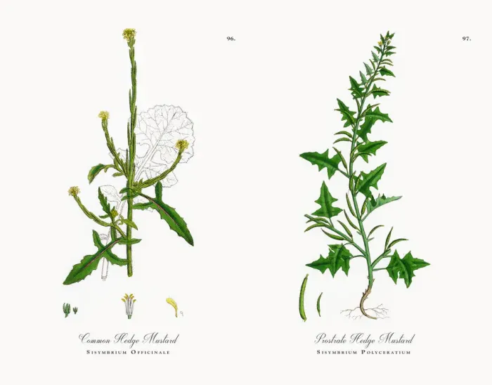 Framed Print : Common Hedge Mustard, Sisymbrium Officinale, Victorian Botanical Illustration, 1863 Framed Print : Common Hedge Mustard, Sisymbrium Officinale, Victorian Botanical Illustration, 1863