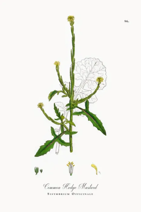 Framed Print : Common Hedge Mustard, Sisymbrium Officinale, Victorian Botanical Illustration, 1863 Framed Print : Common Hedge Mustard, Sisymbrium Officinale, Victorian Botanical Illustration, 1863