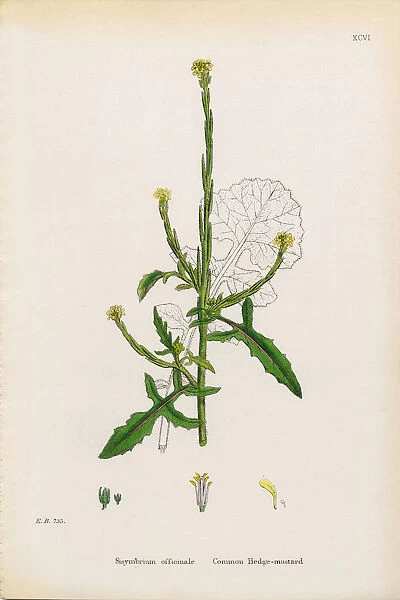 Common Hedge Mustard, Sisymbrium Officinale, Victorian Botanical Illustration, 1863