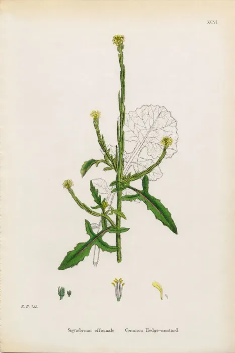 Framed Print : Common Hedge Mustard, Sisymbrium Officinale, Victorian Botanical Illustration, 1863 Framed Print : Common Hedge Mustard, Sisymbrium Officinale, Victorian Botanical Illustration, 1863