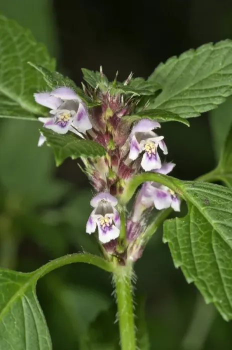 Framed Print : Common Hemp-nettle -Galeopsis tetrahit-, blossoms, Untergroeningen, Baden-Wuerttemberg, Germany, Europe Framed Print : Common Hemp-nettle -Galeopsis tetrahit-, blossoms, Untergroeningen, Baden-Wuerttemberg, Germany, Europe