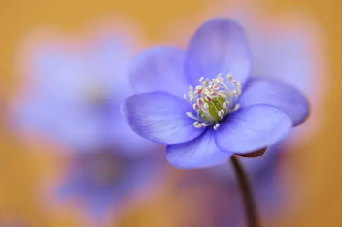 Framed Print : Common Hepatica or Liverwort -Anemone hepatica- Framed Print : Common Hepatica or Liverwort -Anemone hepatica-