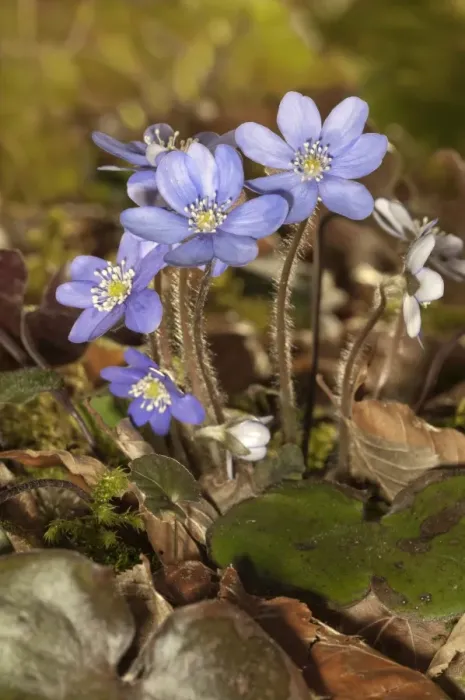 Framed Print : Common Hepatica, liverwort -Hepatica nobilis-, Untergroeningen, Baden-Wuerttemberg, Germany, Europe Framed Print : Common Hepatica, liverwort -Hepatica nobilis-, Untergroeningen, Baden-Wuerttemberg, Germany, Europe
