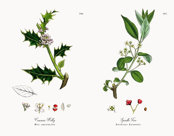 Common Holly, Hex aquifolium, Victorian Botanical Illustration, 1863