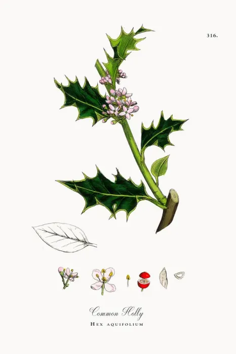 Framed Print : Common Holly, Hex aquifolium, Victorian Botanical Illustration, 1863 Framed Print : Common Holly, Hex aquifolium, Victorian Botanical Illustration, 1863