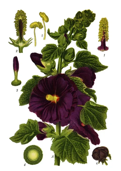 Framed Print : common hollyhock Framed Print : common hollyhock