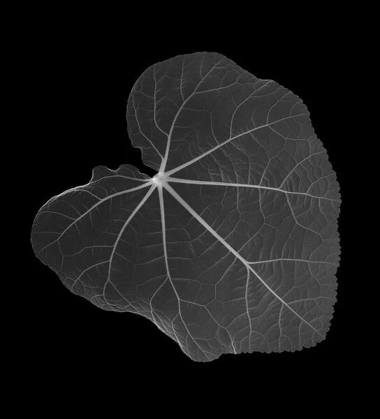 Common hollyhock leaf (Alcea rosea), X-ray