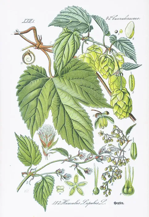 Framed Print : COMMON HOP chromolithograph 1886 Framed Print : COMMON HOP chromolithograph 1886