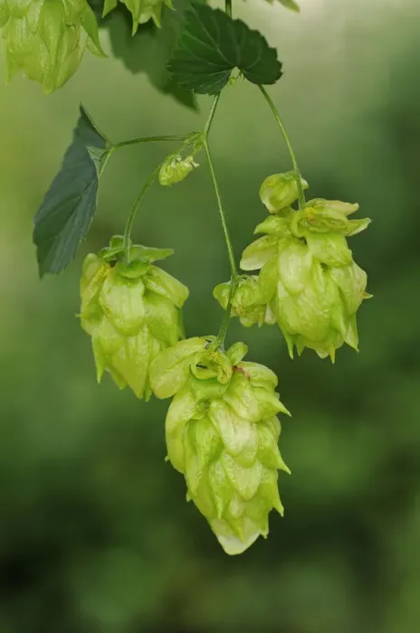 Framed Print : Common Hop -Humulus lupulus-, flower cones, hops, Europe Framed Print : Common Hop -Humulus lupulus-, flower cones, hops, Europe
