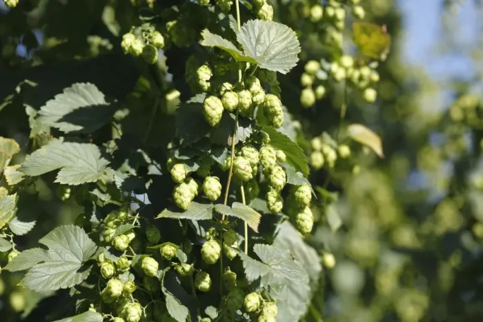 Framed Print : Common Hops (Humulus lupulus) with mature flower cones in a hop garden, Hallertau or Holledau, Upper Bavaria, Bavaria, Germany, Europe Framed Print : Common Hops (Humulus lupulus) with mature flower cones in a hop garden, Hallertau or Holledau, Upper Bavaria, Bavaria, Germany, Europe