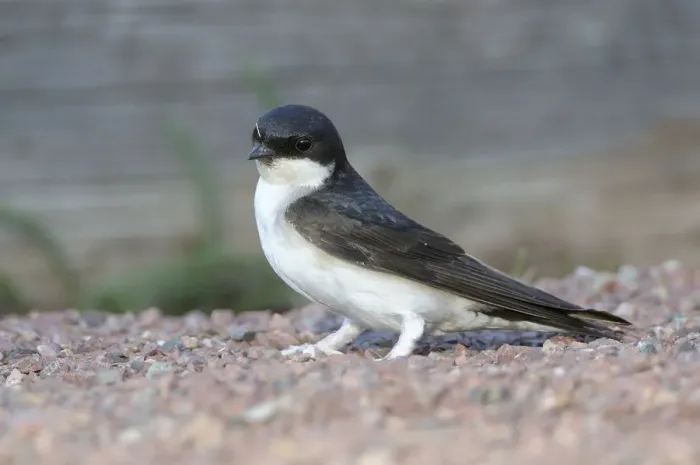 Framed Print : Common House Martin (Delichon urbica)