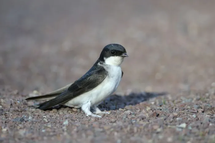 Framed Print : Common House Martin (Delichon urbica) Framed Print : Common House Martin (Delichon urbica)