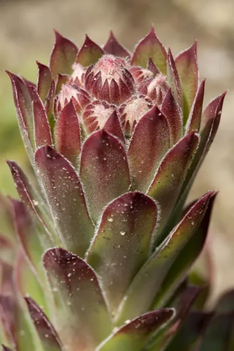 Framed Print : Common Houseleek -Sempervivum tectorum-, native to Europe Framed Print : Common Houseleek -Sempervivum tectorum-, native to Europe