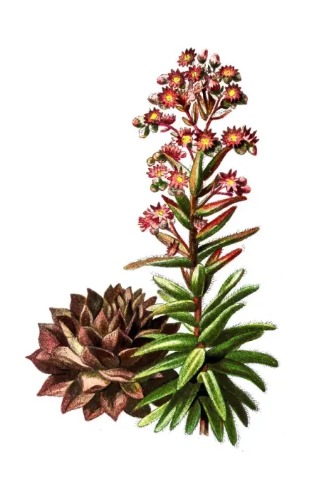 Framed Print : Common houseleek (Sempervivum tectorum) Framed Print : Common houseleek (Sempervivum tectorum)