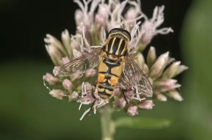 Framed Print : Common Hoverfly -Helophilus pendulus-, sucking nectar, Untergroeningen, Baden-Wuerttemberg, Germany, Europe