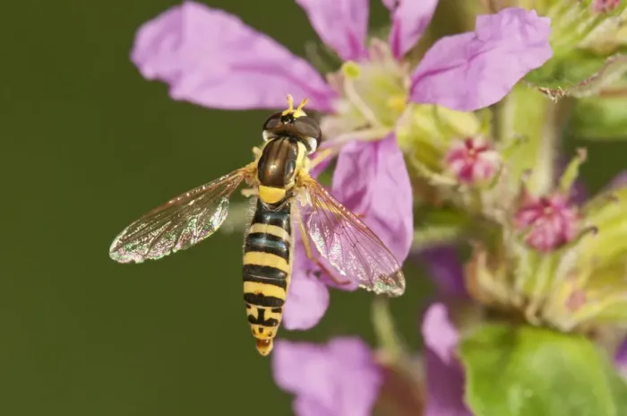 Framed Print : Common Hoverfly -Spaerophoria scripta-, female sucking nectar, Untergroeningen, Baden-Wuerttemberg, Germany, Europe Framed Print : Common Hoverfly -Spaerophoria scripta-, female sucking nectar, Untergroeningen, Baden-Wuerttemberg, Germany, Europe