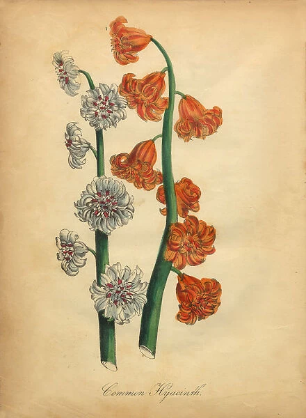 Common Hyacinth Victorian Botanical Illustration