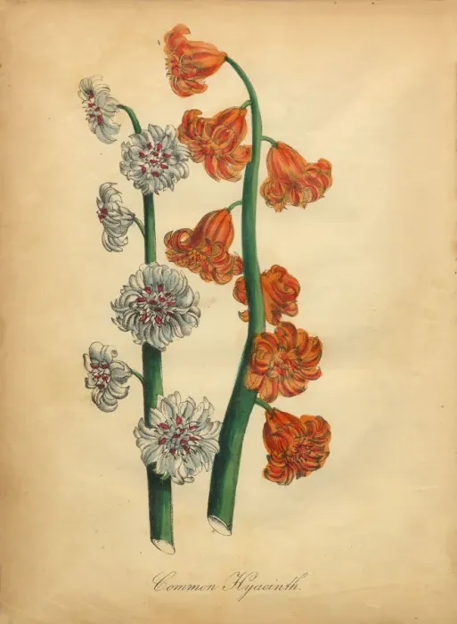 Framed Print : Common Hyacinth Victorian Botanical Illustration Framed Print : Common Hyacinth Victorian Botanical Illustration
