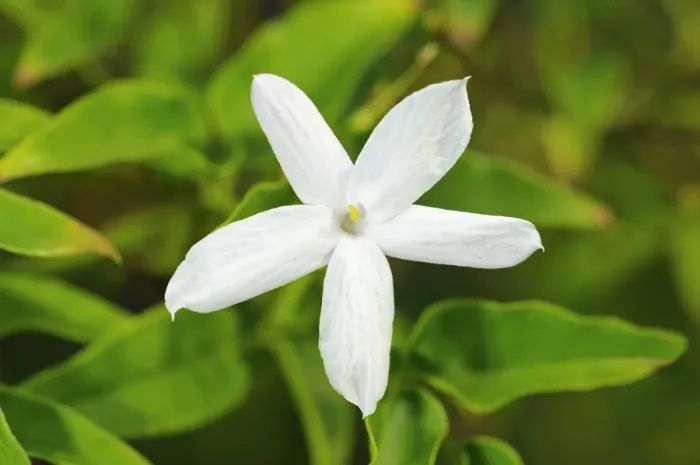 Framed Print : Common Jasmine -Jasminum officinale-, flowering
