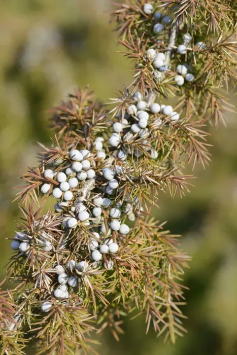 Framed Print : Common Juniper -Juniperus communis-, Emsland, Lower Saxony, Germany Framed Print : Common Juniper -Juniperus communis-, Emsland, Lower Saxony, Germany