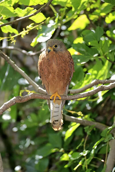 Common Kestrel -Falco tinnunculus-, adult male on tree, Western Cape, South Africa