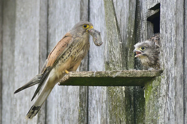 Common Kestrel -Falco tinnunculus- passes mouse to young birds, Emsland, Lower Saxony, Germany