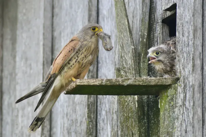 Framed Print : Common Kestrel -Falco tinnunculus- passes mouse to young birds, Emsland, Lower Saxony, Germany Framed Print : Common Kestrel -Falco tinnunculus- passes mouse to young birds, Emsland, Lower Saxony, Germany