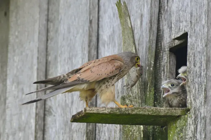 Framed Print : Common Kestrel -Falco tinnunculus- passes mouse to young birds, Emsland, Lower Saxony, Germany Framed Print : Common Kestrel -Falco tinnunculus- passes mouse to young birds, Emsland, Lower Saxony, Germany