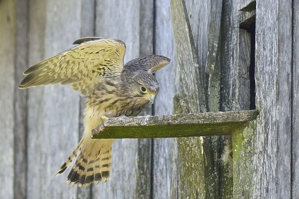 Common Kestrel -Falco tinnunculus-, young bird, Emsland, Lower Saxony, Germany