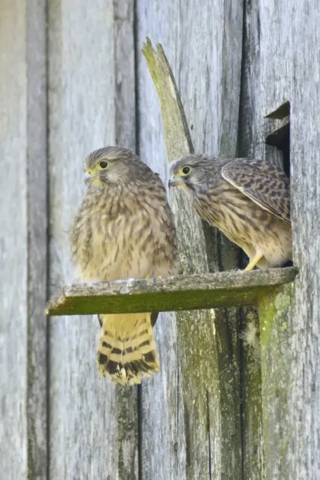 Framed Print : Common Kestrels -Falco tinnunculus-, young birds, Emsland, Lower Saxony, Germany Framed Print : Common Kestrels -Falco tinnunculus-, young birds, Emsland, Lower Saxony, Germany