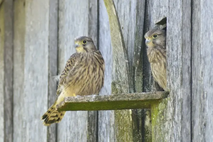 Framed Print : Common Kestrels -Falco tinnunculus-, young birds, Emsland, Lower Saxony, Germany