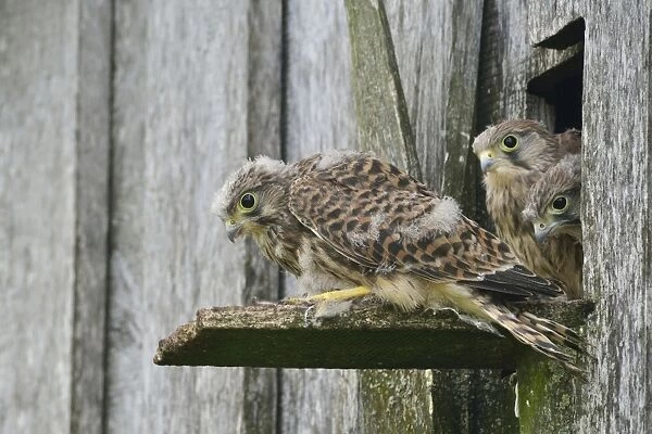 Common Kestrels -Falco tinnunculus-, young birds, Emsland, Lower Saxony, Germany