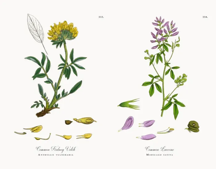 Framed Print : Common Kidney Vetch, Anthyllis vulneraria, Victorian Botanical Illustration, 1863 Framed Print : Common Kidney Vetch, Anthyllis vulneraria, Victorian Botanical Illustration, 1863